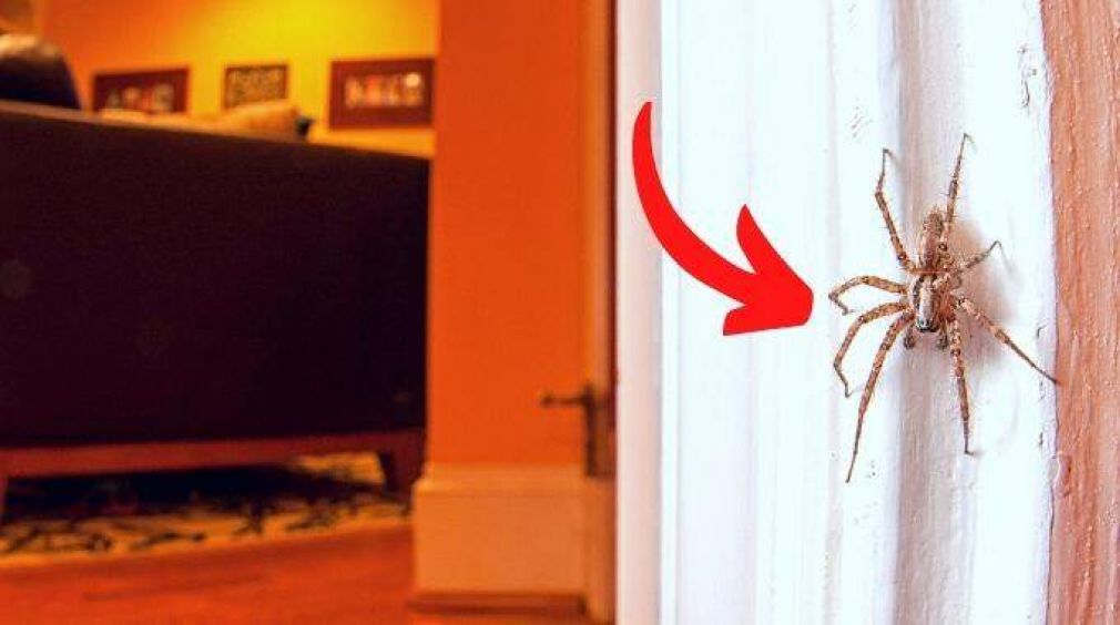 Pourquoi il ne faut jamais tuer les araignées à la maison ?