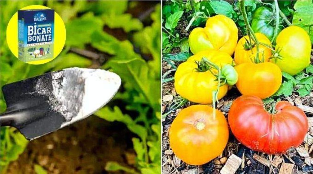 Pourquoi faut-il mettre du bicarbonate sur les plants de tomates ?